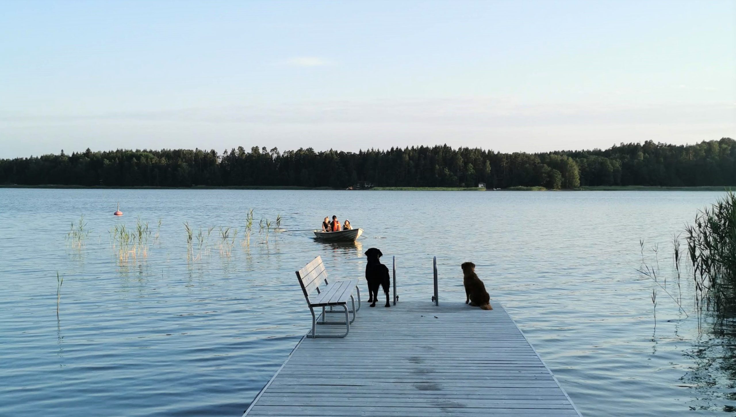Pelastetaan Saaristomeri!